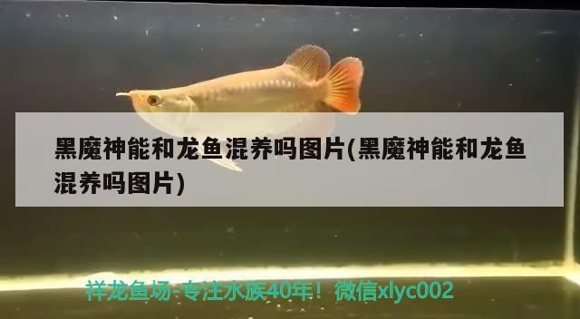 黑魔神能和龍魚混養嗎圖片(黑魔神能和龍魚混養嗎圖片)