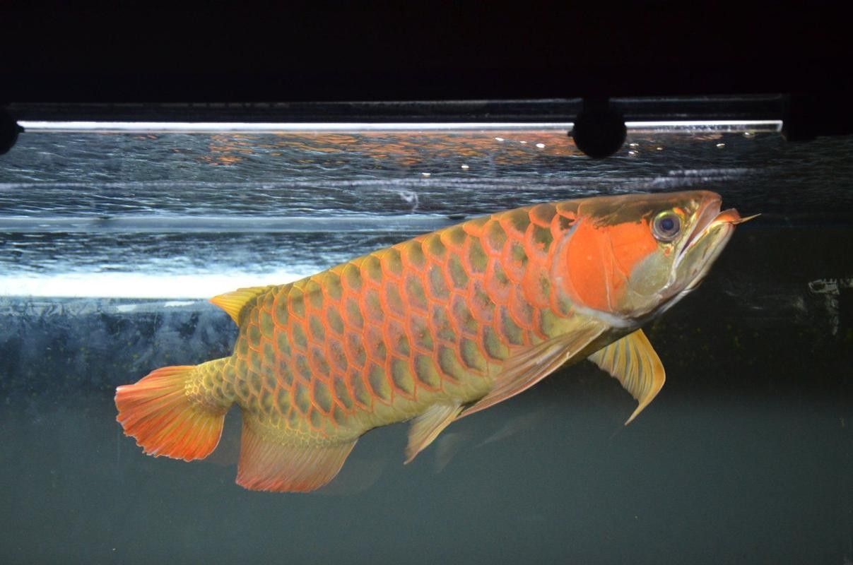 武清哪個(gè)水族館龍魚好？祥龍魚場(chǎng)龍魚