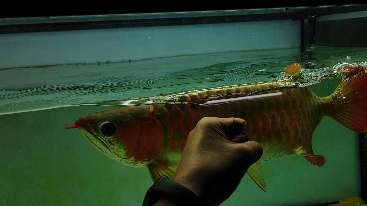 惠農哪個水族館龍魚好？祥龍魚場龍魚