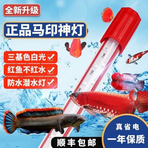 龍魚專用燈應該如何選擇？（選擇龍魚專用燈的幾個關鍵因素）