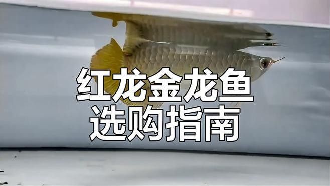 紅龍魚尾鰭虎斑紋有哪些常見誤區
