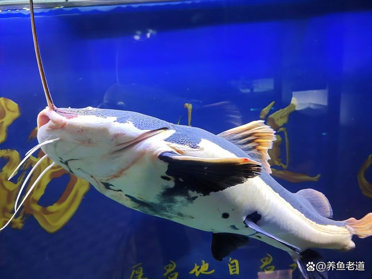 紅龍魚尾鰭虎斑紋有哪些常見誤區