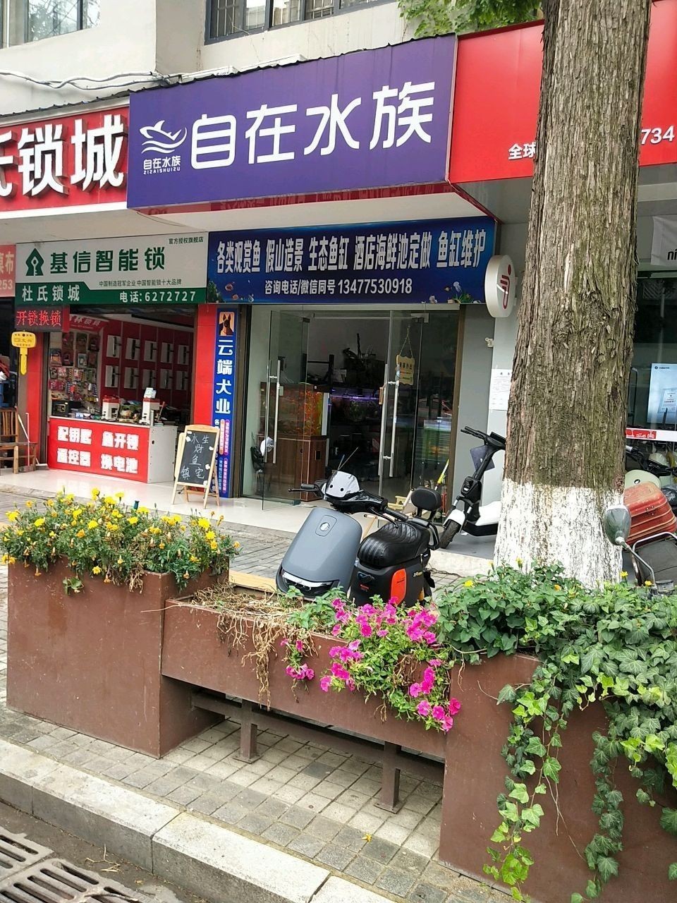 潛江哪個水族館龍魚好？祥龍魚場龍魚（潛江市祥龍魚場）