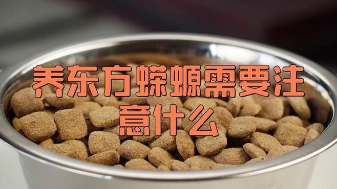 如何安全地飼養東方蠑螈