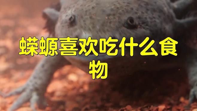 如何安全地飼養東方蠑螈