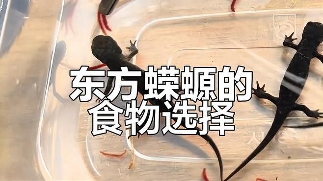 如何安全地飼養東方蠑螈