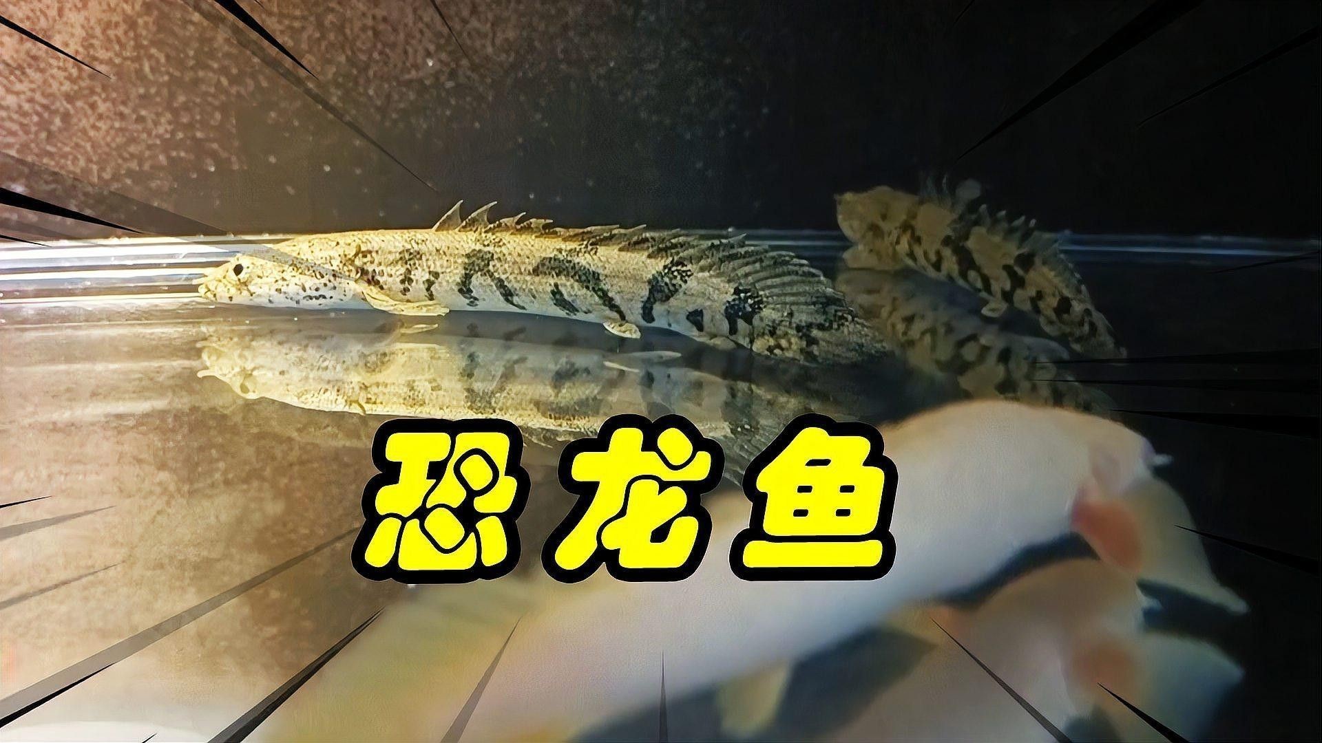 恐龍魚生長速度如何（六角恐龍魚生長速度最快，六角恐龍魚變小了好奇發）