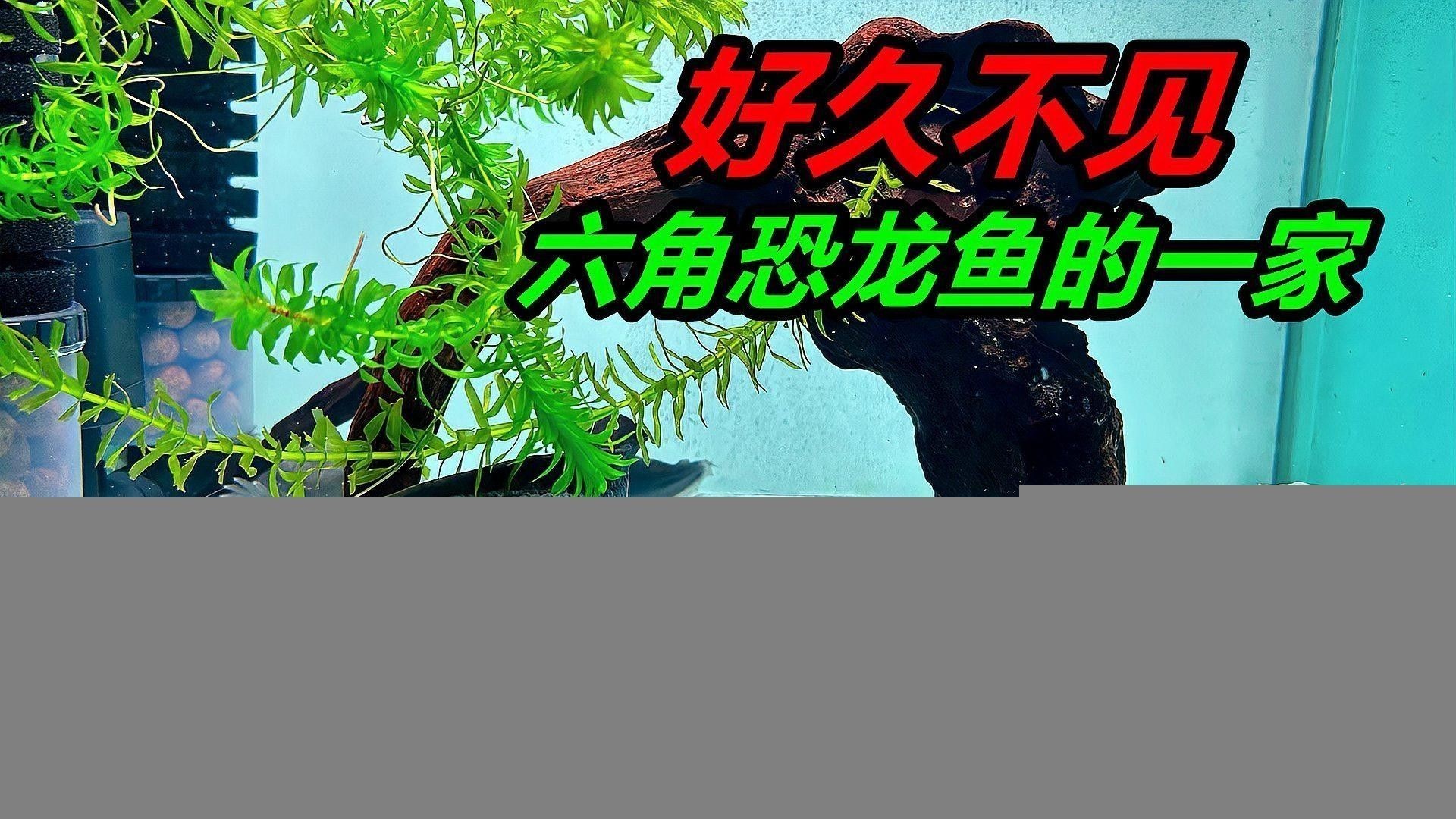 恐龍魚生長速度如何（六角恐龍魚生長速度最快，六角恐龍魚變小了好奇發）