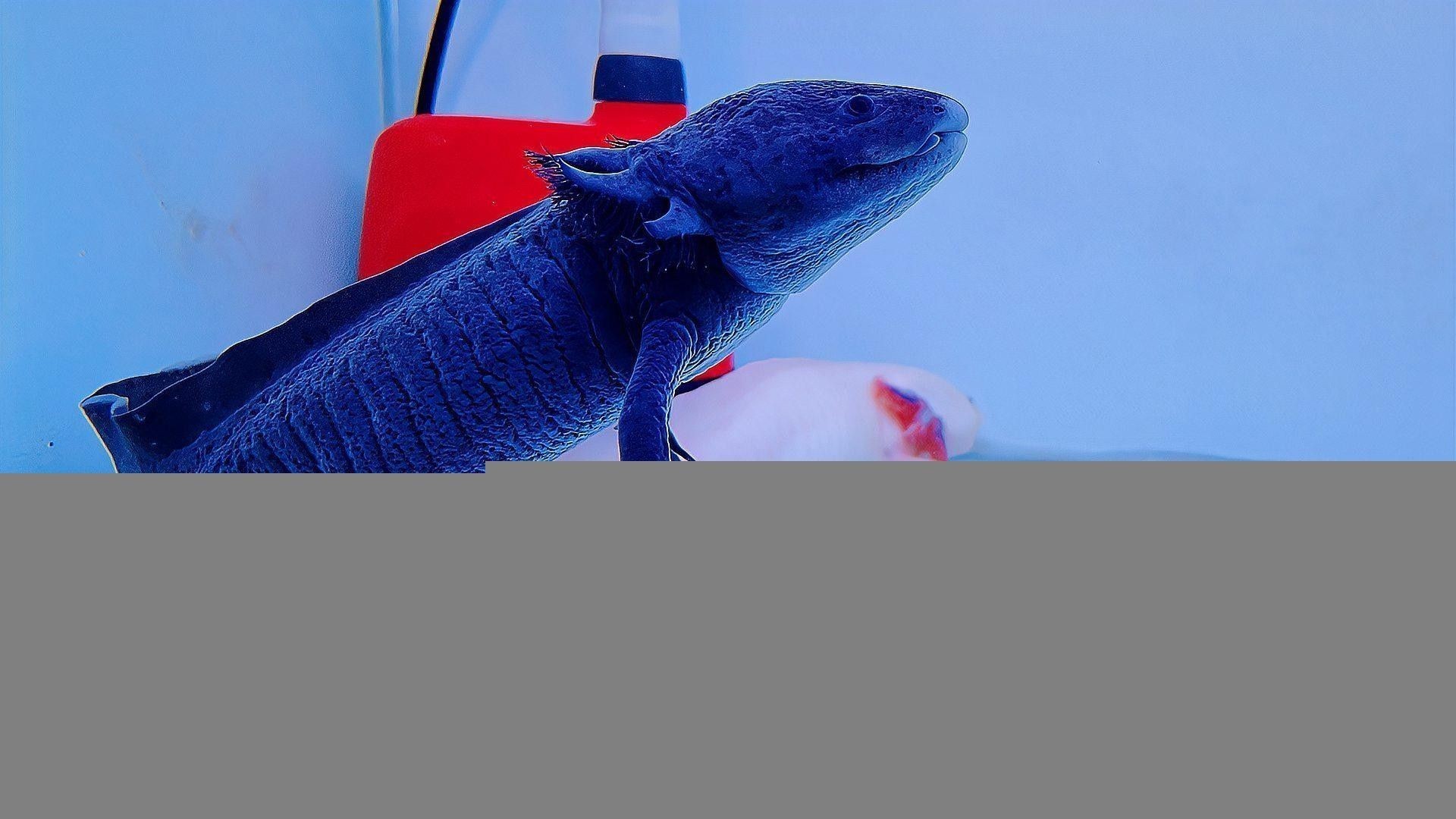 恐龍魚生長速度如何（六角恐龍魚生長速度最快，六角恐龍魚變小了好奇發）