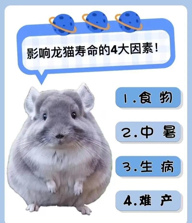 龍貓的壽命一般有多長？（龍貓一般能活多久？）
