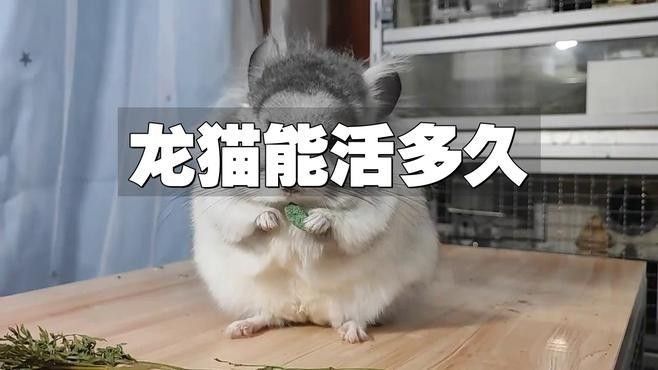 龍貓的壽命一般有多長？（龍貓一般能活多久？）