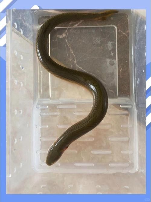 草繩恐龍魚有哪些品種？