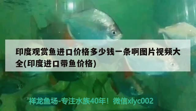 三明水族館:那個高手幫忙解答一下（三明水族館:三明水族館:那個高手幫忙解答一下）