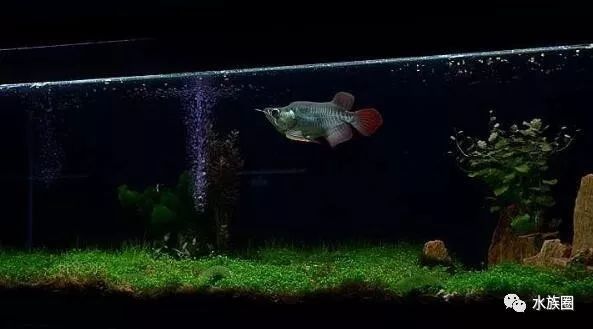 如何種植適合龍魚的水草（水草缸養(yǎng)龍魚造景教程） 如何種植適合龍魚的水草（水草缸養(yǎng)龍魚造景教程） 龍魚百科 第3張