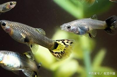 不怕低溫的觀賞魚（冷水性觀賞魚的特點和飼養(yǎng)方法）