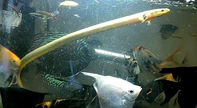 草繩恐龍魚繁殖后如何護理