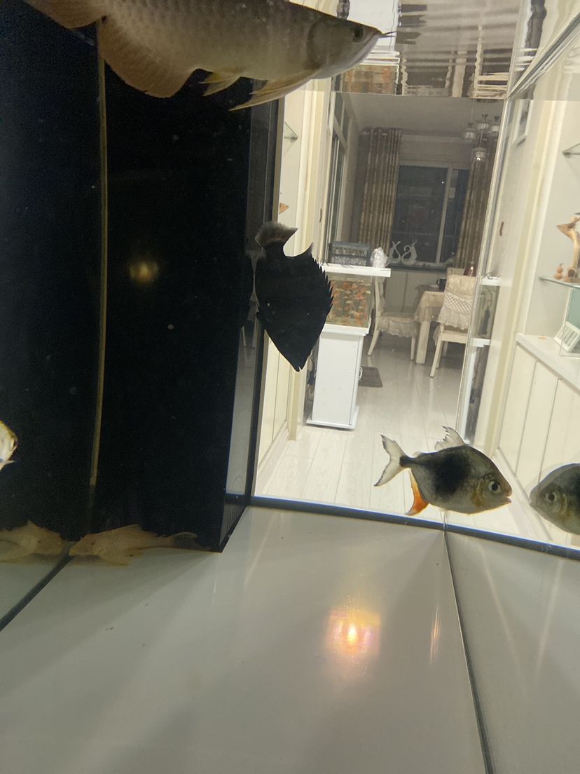 泰虎天天這樣是什么原因 泰虎天天這樣是什么原因 觀賞魚百科 第1張