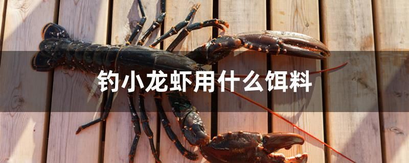 釣小龍蝦用什么餌料（小龍蝦選擇合適的餌料是提高釣魚成功率的關鍵，以下是常用的餌料）