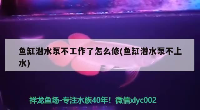 魚缸潛水泵不工作了怎么修(魚缸潛水泵不上水)（魚缸潛水泵不工作了怎么修）