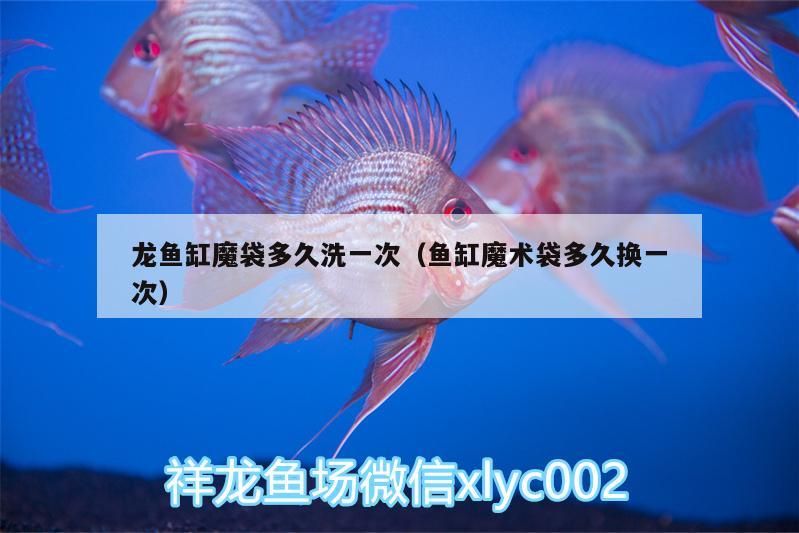 龍魚缸魔袋多久洗一次（魚缸魔術袋多久換一次）