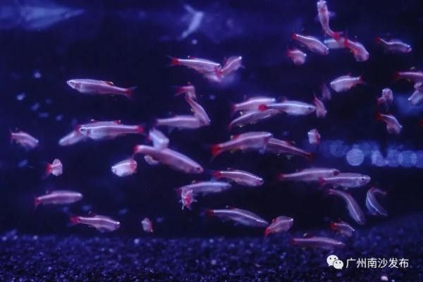 廣州哪個金龍魚市場最大（廣州最大的金龍魚批發(fā)市場）