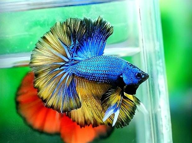 羅漢魚和雷龍魚能混養嗎（羅漢魚和雷龍魚能否混養）