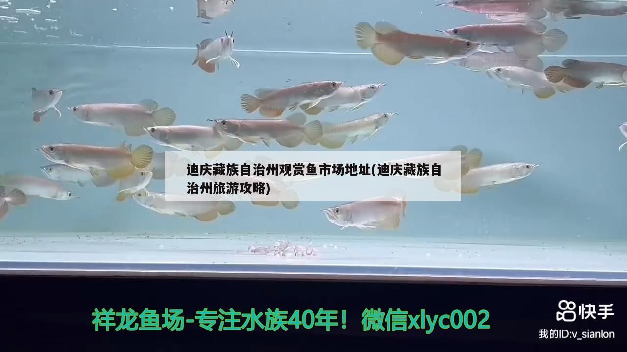 迪慶藏族自治州觀賞魚(yú)市場(chǎng)地址(迪慶藏族自治州旅游攻略)