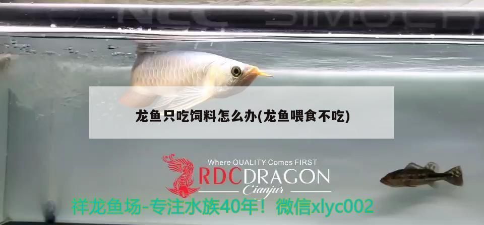 龍魚只吃飼料怎么辦(龍魚喂食不吃)（龍魚只吃飼料怎么辦）
