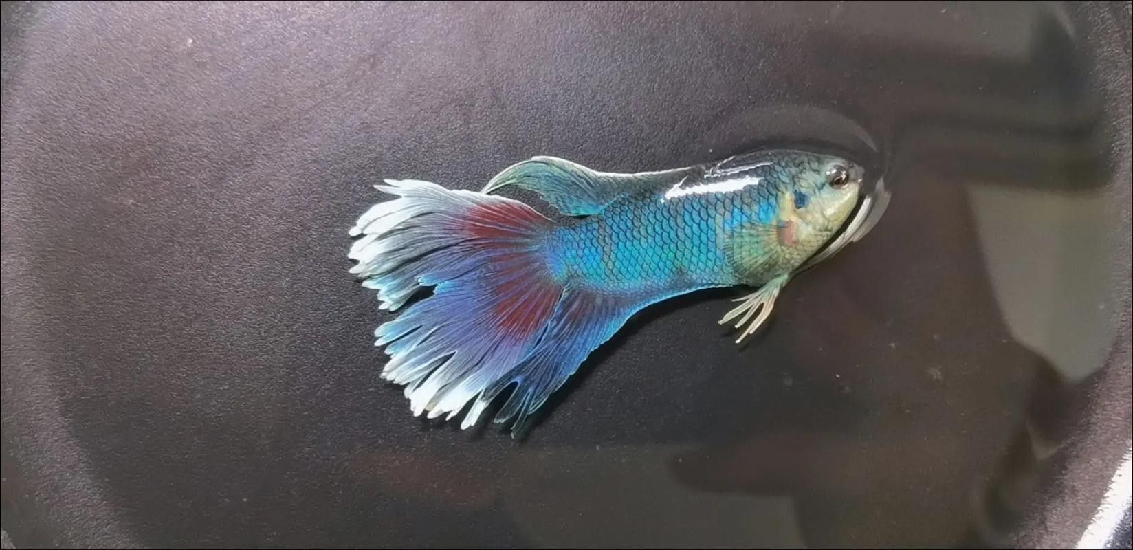 白紫龍魚的市場(chǎng)價(jià)格是多少（白紫龍魚市場(chǎng)價(jià)格波動(dòng)大嗎白紫龍魚市場(chǎng)價(jià)格波動(dòng)大嗎）