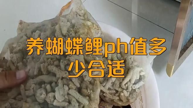 如何調節金龍魚和蝴蝶鯉的水質（如何調節金龍魚和蝴蝶鯉水質）