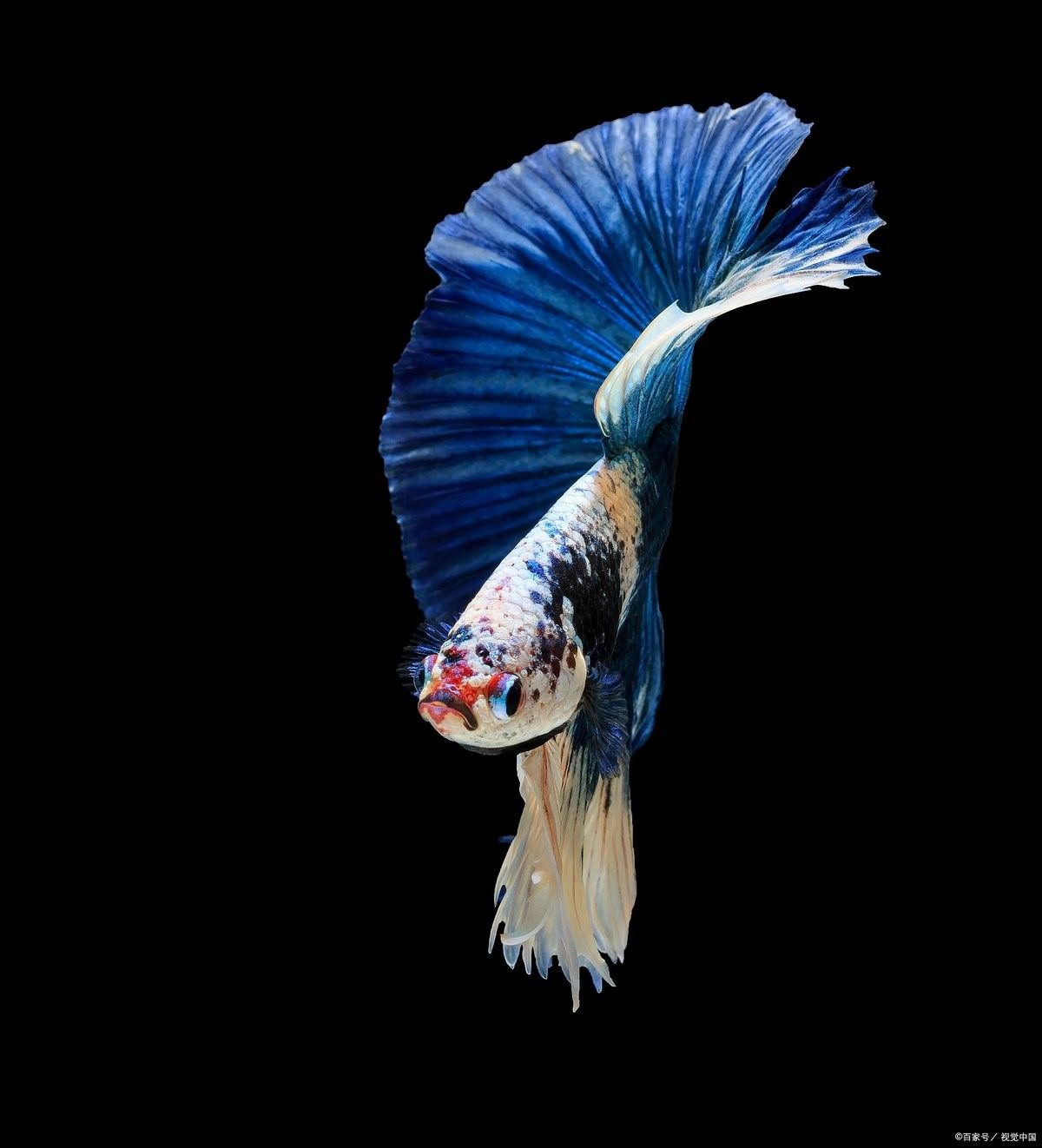 如何調節金龍魚和蝴蝶鯉的水質（如何調節金龍魚和蝴蝶鯉水質）