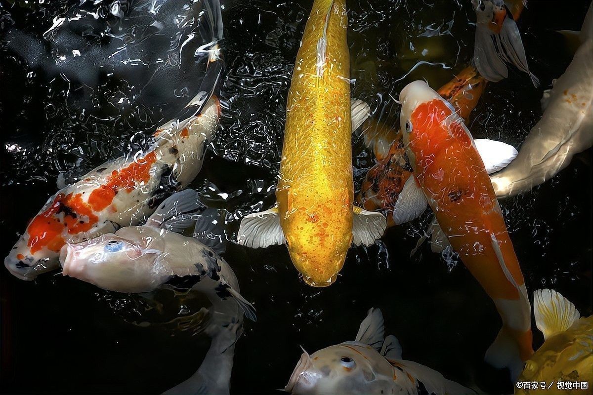 如何調節金龍魚和蝴蝶鯉的水質（如何調節金龍魚和蝴蝶鯉水質）