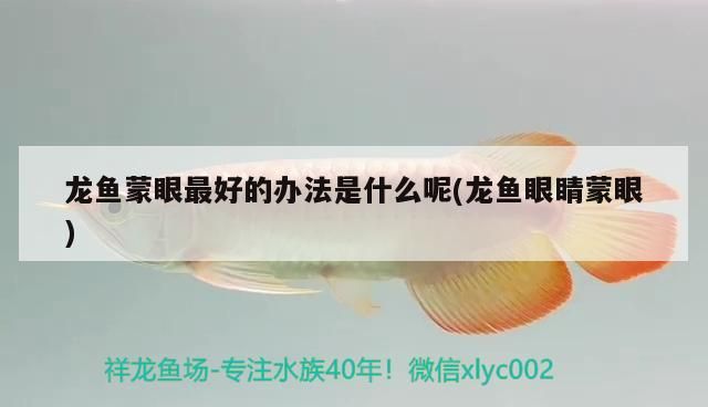 龍魚能和戰(zhàn)船一起養(yǎng)嗎 龍魚能和戰(zhàn)船一起養(yǎng)嗎圖片（龍魚可以和戰(zhàn)船一起養(yǎng)嗎）