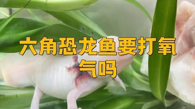 六角恐龍魚在什么條件下需要打氧（六角恐龍的呼吸方式）