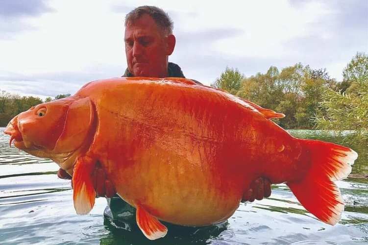 世界上有記錄的最大金龍魚是多少（世界上最大的金龍魚）