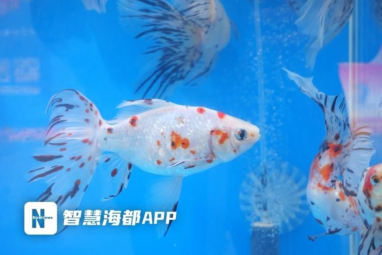 世界上有記錄的最大金龍魚是多少（世界上最大的金龍魚）