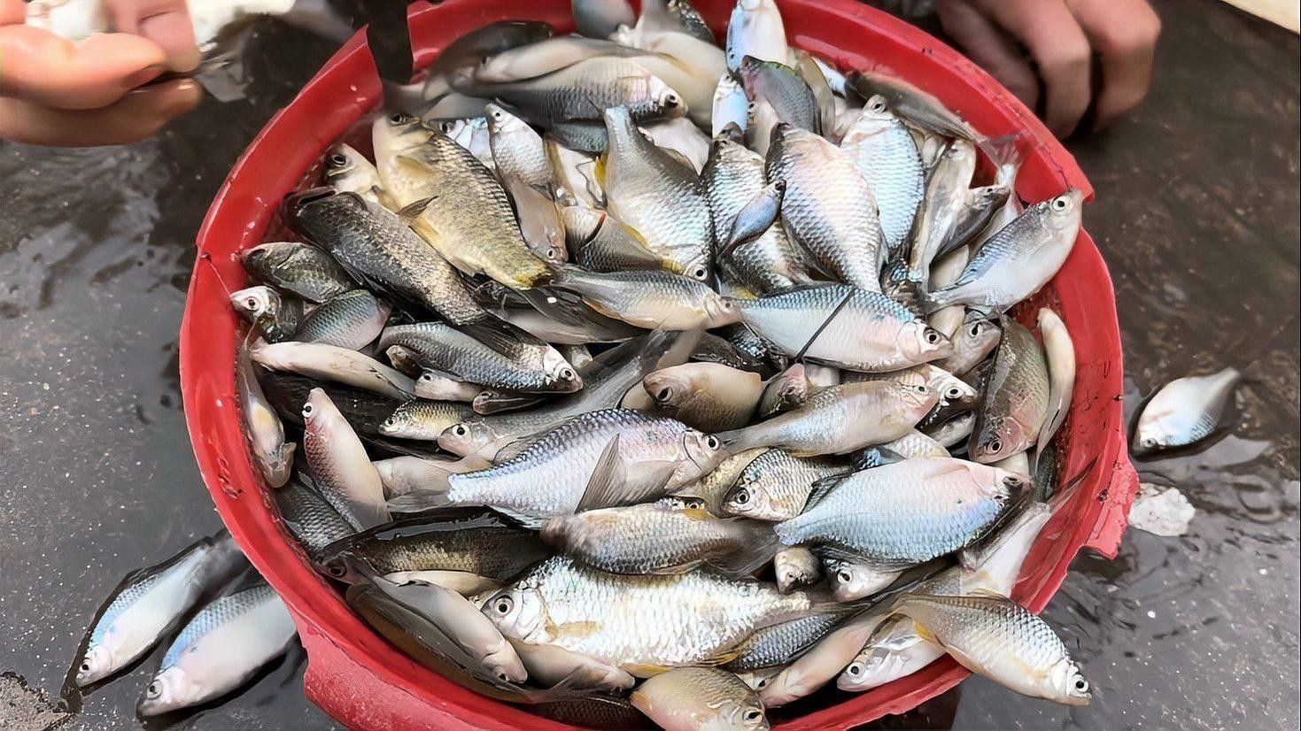 如何區分馬古龍魚和其他魚類（古龍魚（maitake）是一種珍貴的食用菌，要區分馬古龍魚和其他魚類）