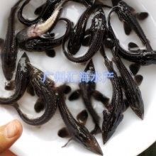 廣東龍魚養殖基地的地址在哪里（如何聯系廣東龍魚養殖基地？）