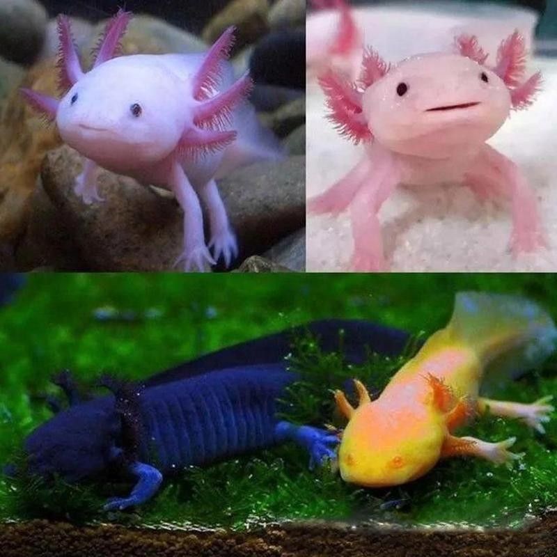 六角恐龍魚有哪些顏色變體（六角恐龍魚:活化石般的神奇生物）