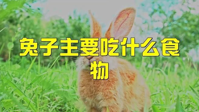 荷蘭豬和兔子能和平相處嗎？（twincamfx荷蘭豬可以和兔子一起養嗎）