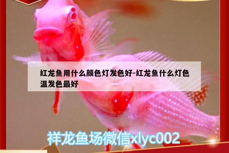 紅龍魚用什么顏色燈發色好:紅龍魚什么燈色溫發色最好（紅龍魚用什么顏色燈發色好）
