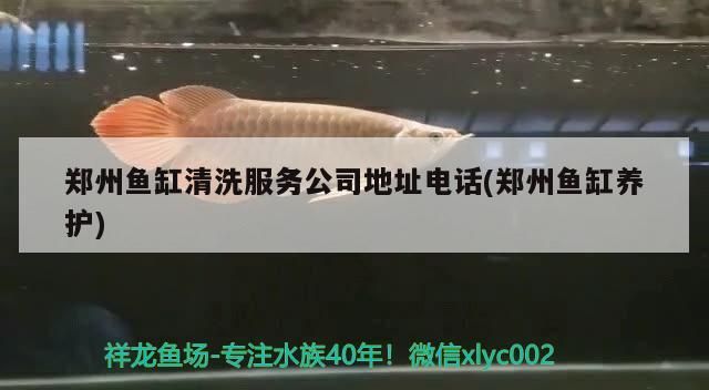 鄭州魚缸清洗服務公司地址電話(鄭州魚缸養護)（鄭州魚缸清洗公司）