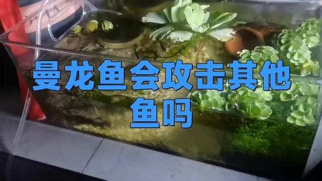 紅曼龍魚混養的最佳數量是多少（曼龍魚混養的最佳數量是多少）