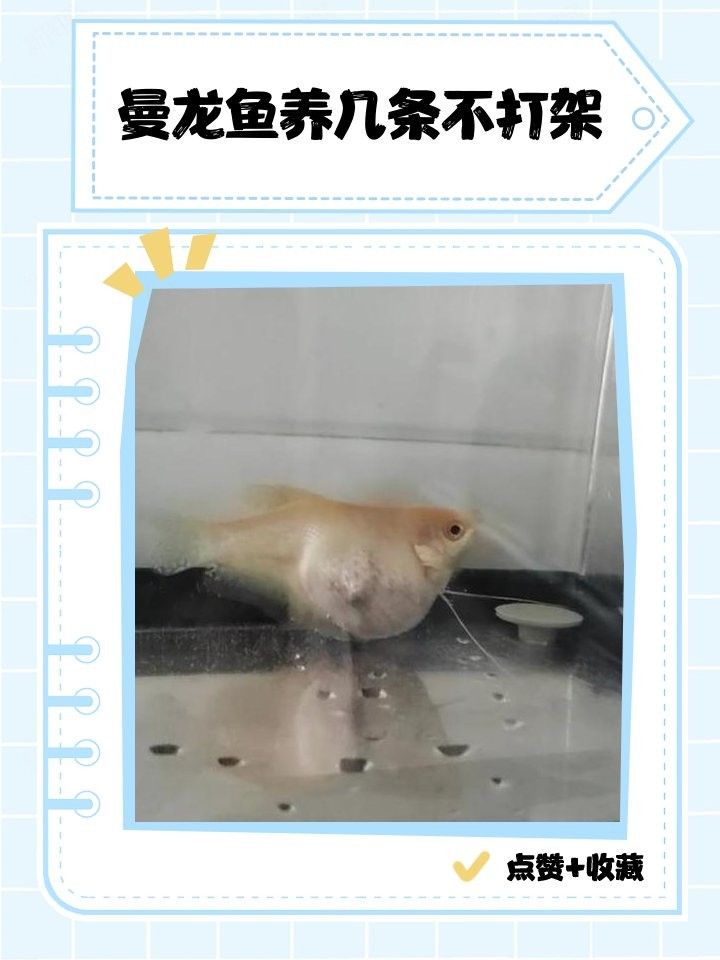 紅曼龍魚混養的最佳數量是多少（曼龍魚混養的最佳數量是多少）