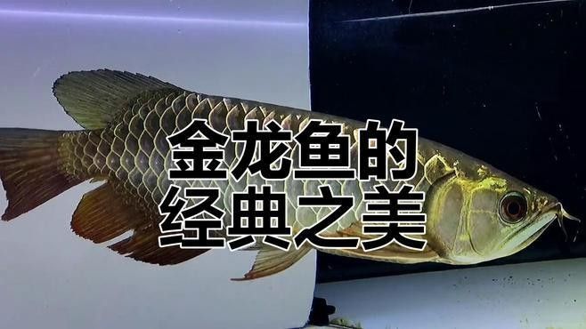古典黑底金龍魚能長多大（養金龍魚要注意什么）