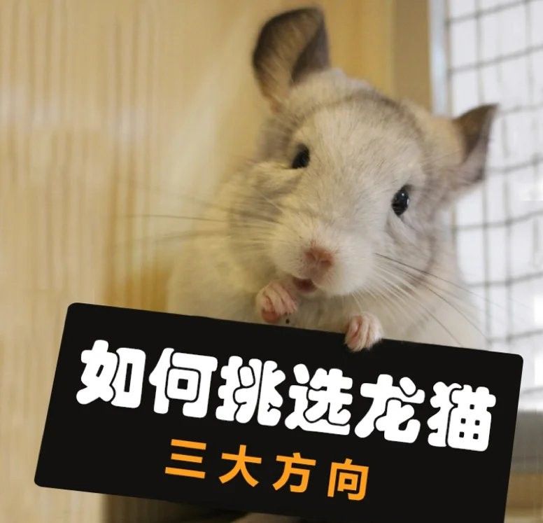 如何判斷龍貓的品相是否優良？（如何判斷一只品相優良且健康的龍貓）