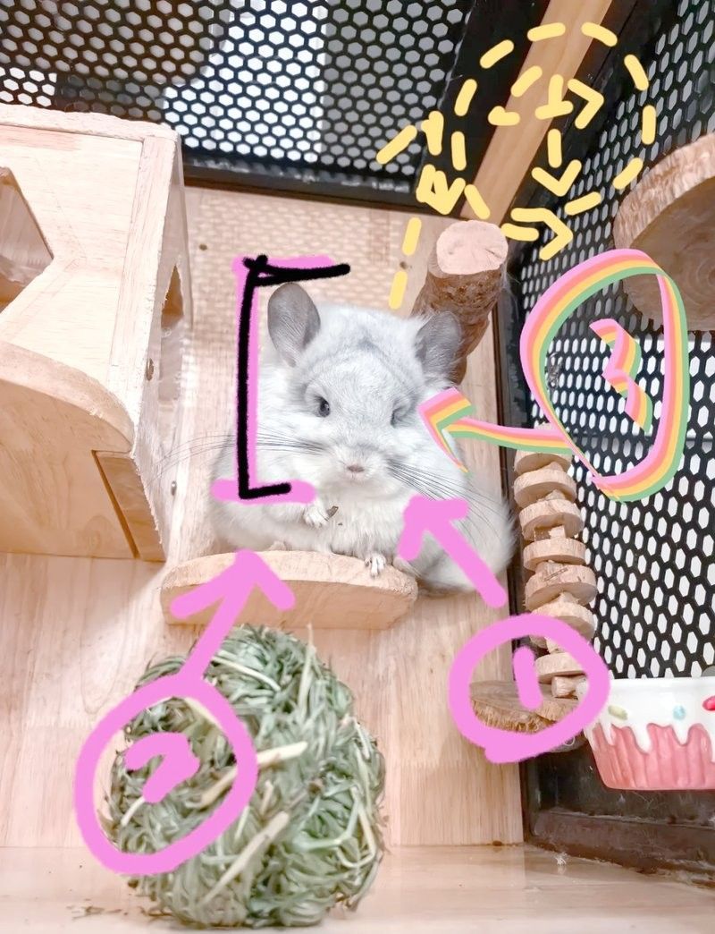 如何判斷龍貓的品相是否優良？（如何判斷一只品相優良且健康的龍貓）