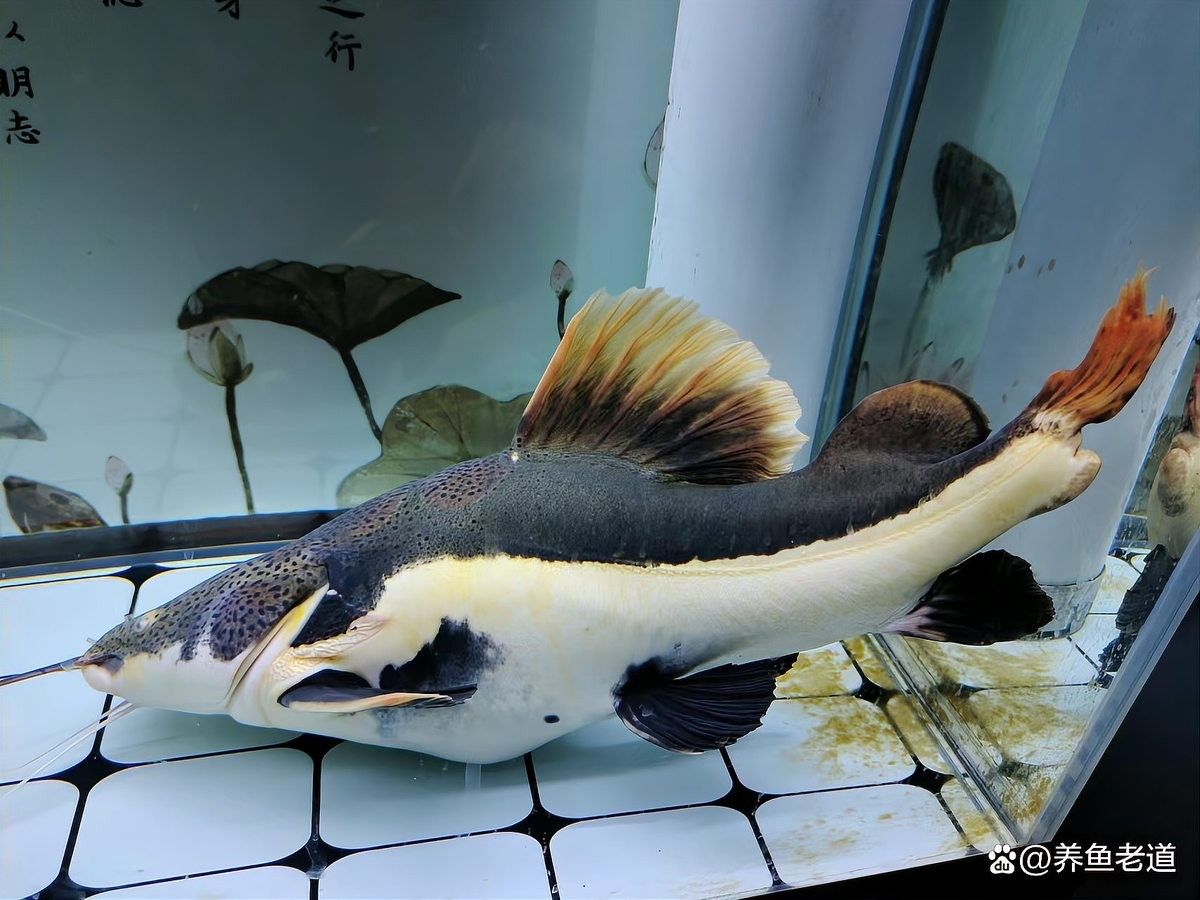 龍魚(yú)翻肚后如何固定魚(yú)體（寵魚(yú)黨必學(xué)的5步搶救指南寵寵生物志魚(yú)翻肚皮別急著扔）
