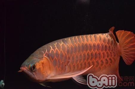 龍魚(yú)翻肚后如何固定魚(yú)體（寵魚(yú)黨必學(xué)的5步搶救指南寵寵生物志魚(yú)翻肚皮別急著扔）