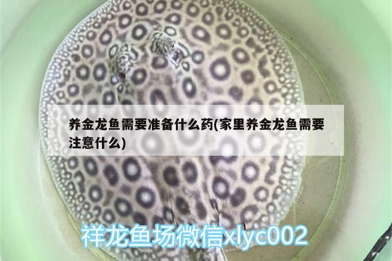 養(yǎng)金龍魚需要準(zhǔn)備什么藥(家里養(yǎng)金龍魚需要注意什么)（養(yǎng)金龍魚需要準(zhǔn)備什么藥）